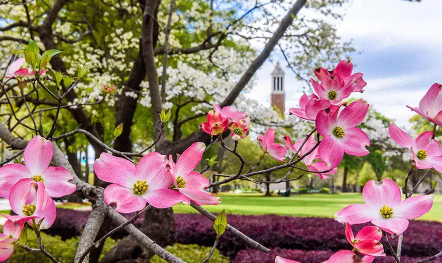 Campus flowers near Denny Chimes